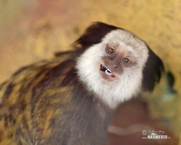 White-headed marmoset (Callithrix geoffroi)