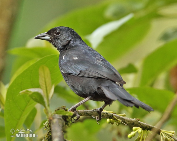 White-lined Tanager (Tachyphonus rufus)