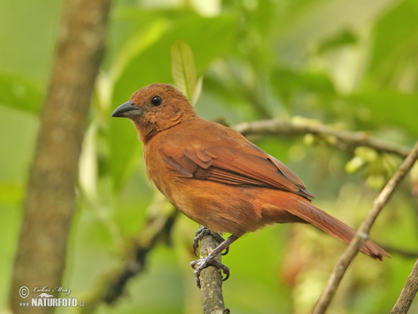 White-lined Tanager (Tachyphonus rufus)