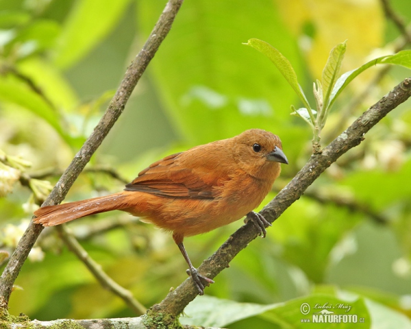White-lined Tanager (Tachyphonus rufus)