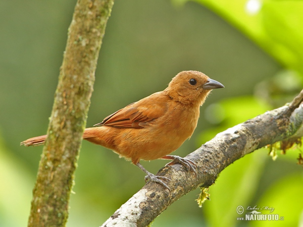 White-lined Tanager (Tachyphonus rufus)