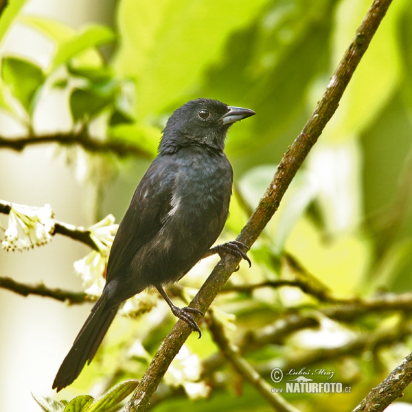 White-lined Tanager (Tachyphonus rufus)