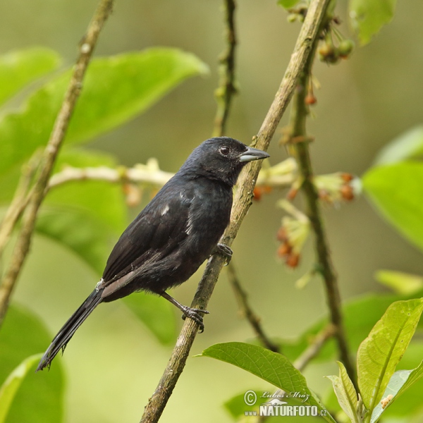 White-lined Tanager (Tachyphonus rufus)