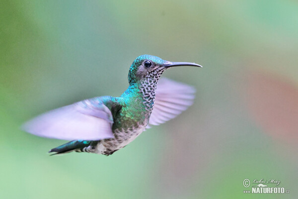 White-necked Jacobin (Florisuga mellivora)