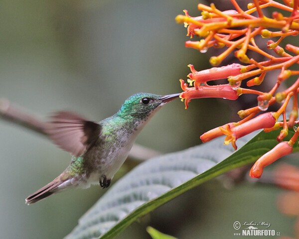 White-necked Jacobin (Florisuga mellivora)