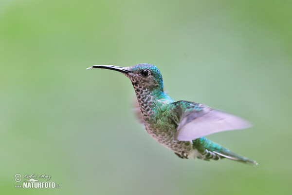 White-necked Jacobin (Florisuga mellivora)