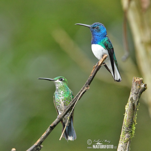 White-necked Jacobin (Florisuga mellivora)