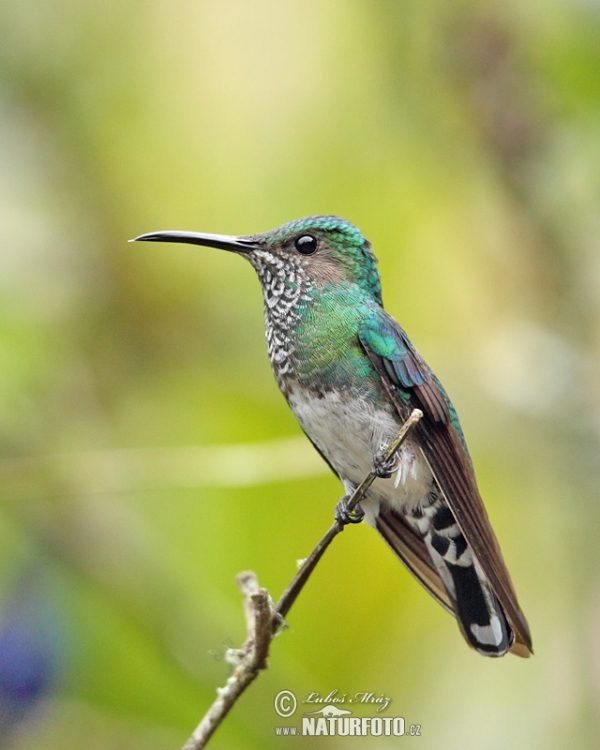 White-necked Jacobin (Florisuga mellivora)