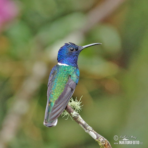 White-necked Jacobin (Florisuga mellivora)