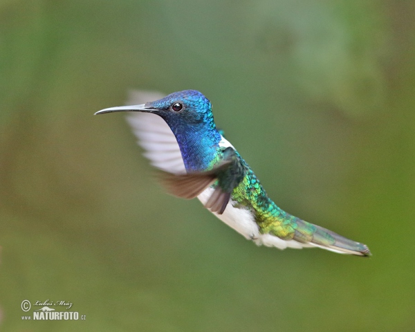 White-necked Jacobin (Florisuga mellivora)