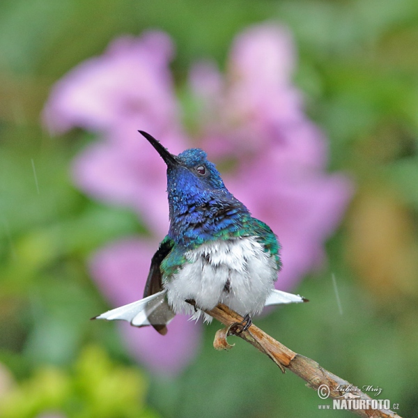 White-necked Jacobin (Florisuga mellivora)