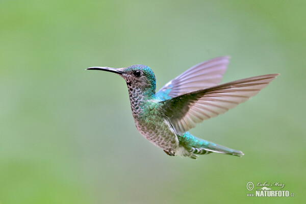 White-necked Jacobin (Florisuga mellivora)