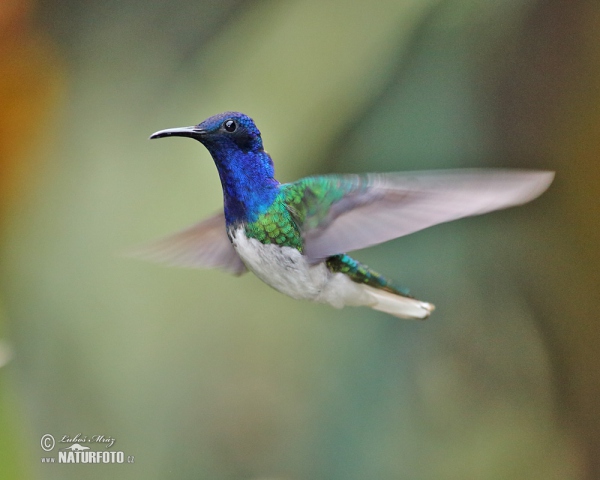 White-necked Jacobin (Florisuga mellivora)