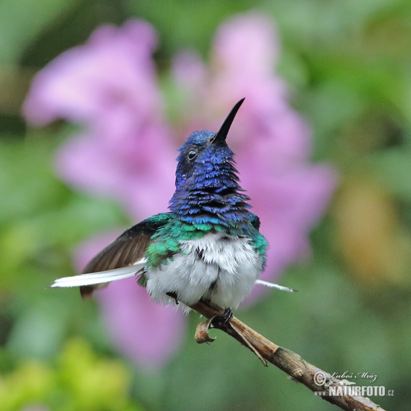 White-necked Jacobin (Florisuga mellivora)