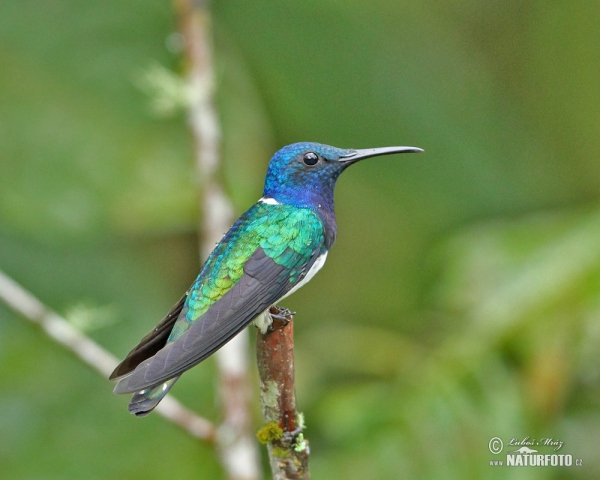 White-necked Jacobin (Florisuga mellivora)