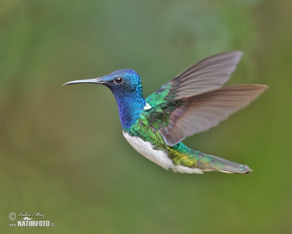 White-necked Jacobin (Florisuga mellivora)