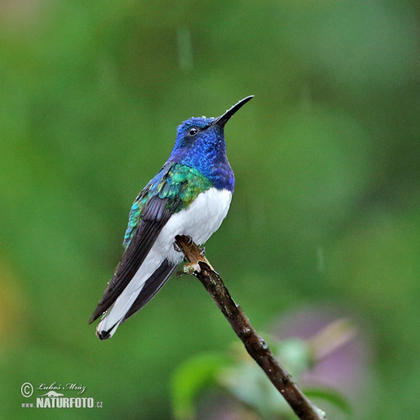 White-necked Jacobin (Florisuga mellivora)