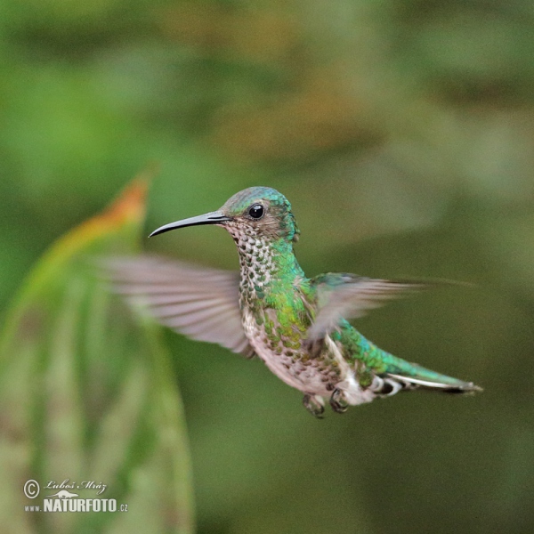 White-necked Jacobin (Florisuga mellivora)