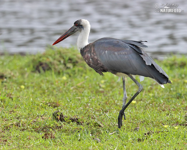 White-necked Stork (Ciconia episcopus)