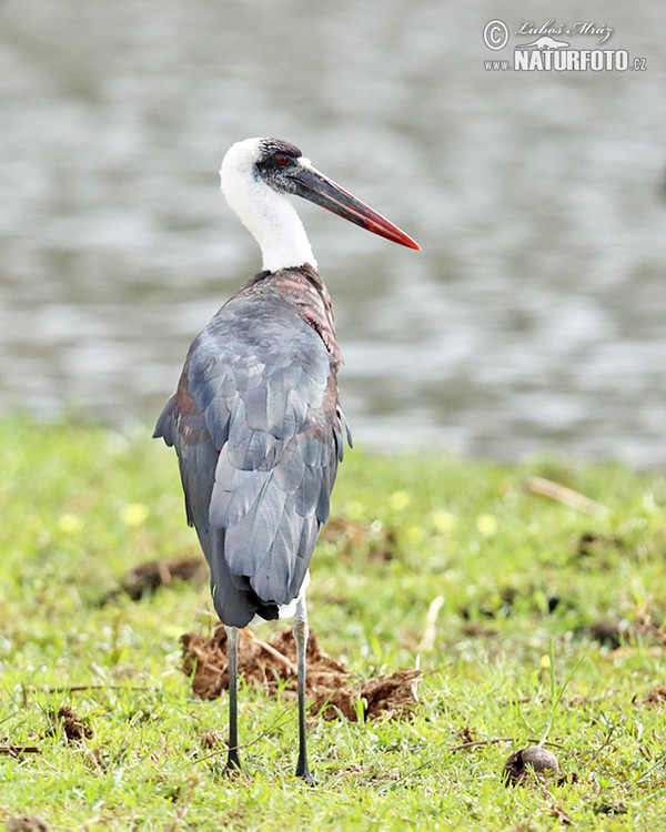 White-necked Stork (Ciconia episcopus)