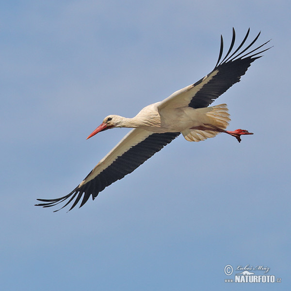 White Stork (Ciconia ciconia)