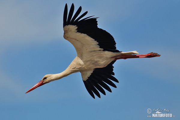 White Stork (Ciconia ciconia)