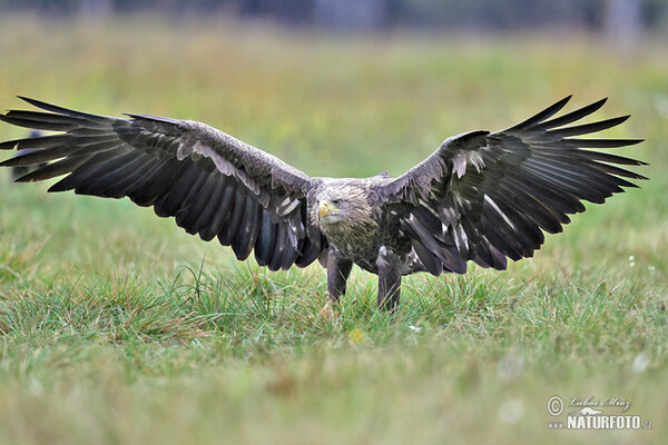 White-tailed Eagle (Haliaeetus albicilla)