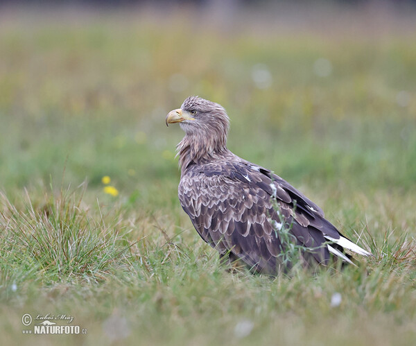 White-tailed Eagle (Haliaeetus albicilla)