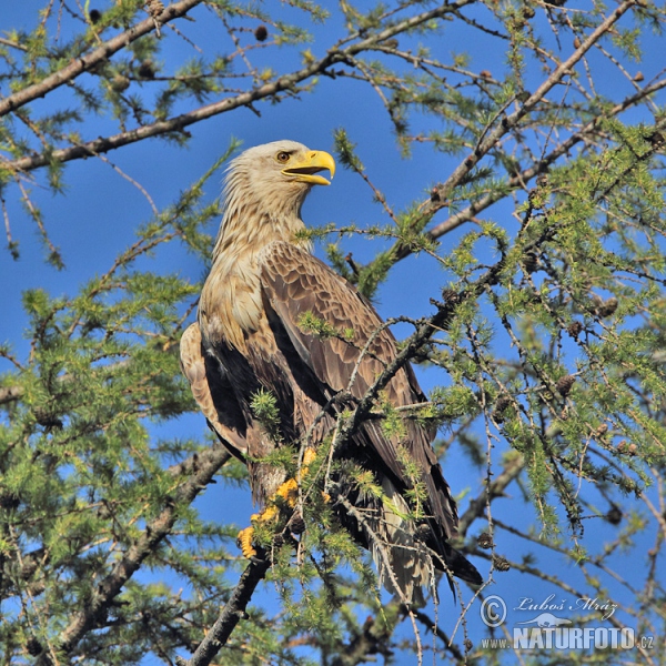 White-tailed Eagle (Haliaeetus albicilla)