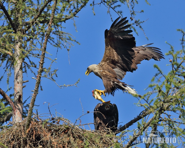 White-tailed Eagle (Haliaeetus albicilla)