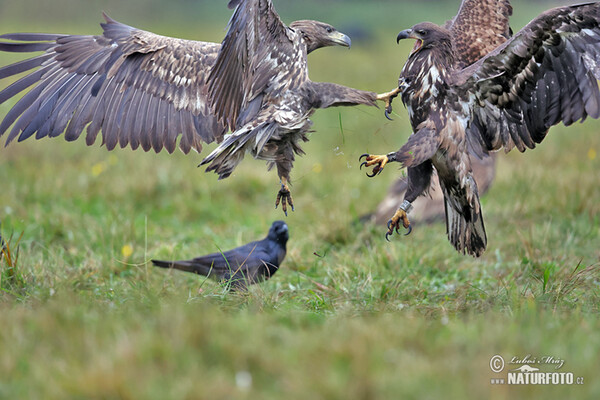 White-tailed Eagle (Haliaeetus albicilla)