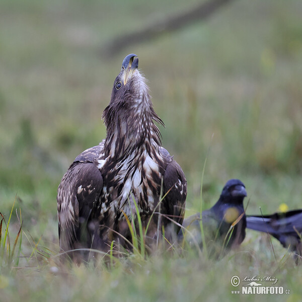 White-tailed Eagle (Haliaeetus albicilla)