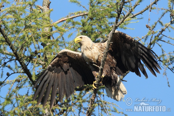 White-tailed Eagle (Haliaeetus albicilla)