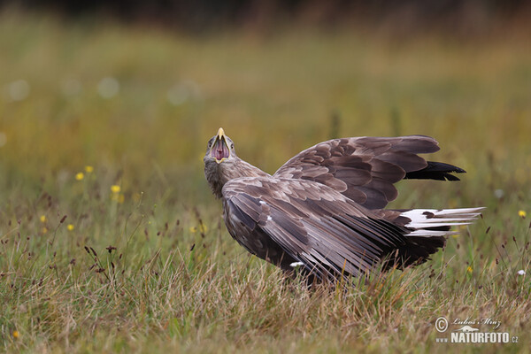 White-tailed Eagle (Haliaeetus albicilla)