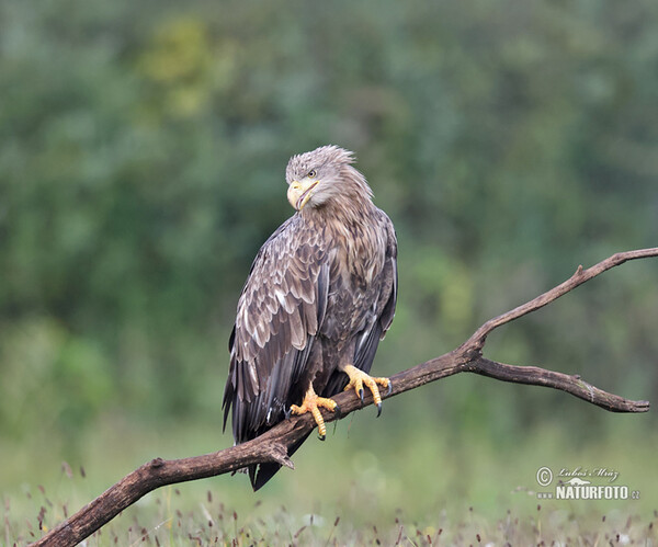 White-tailed Eagle (Haliaeetus albicilla)