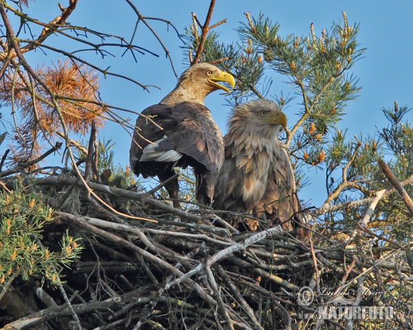 White-tailed Eagle (Haliaeetus albicilla)