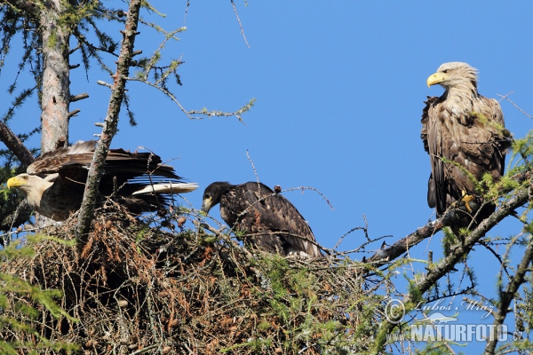 White-tailed Eagle (Haliaeetus albicilla)