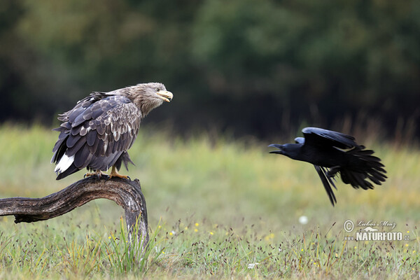 White-tailed Eagle (Haliaeetus albicilla)