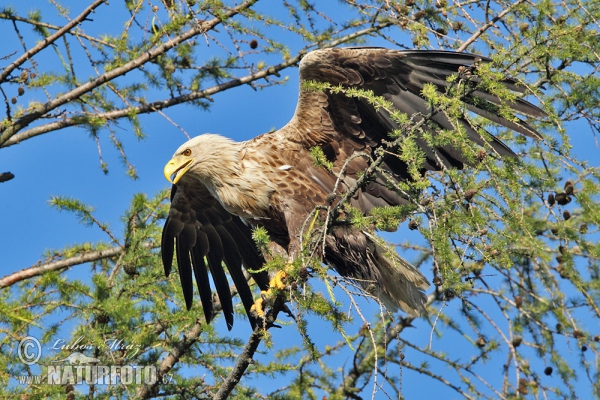 White-tailed Eagle (Haliaeetus albicilla)