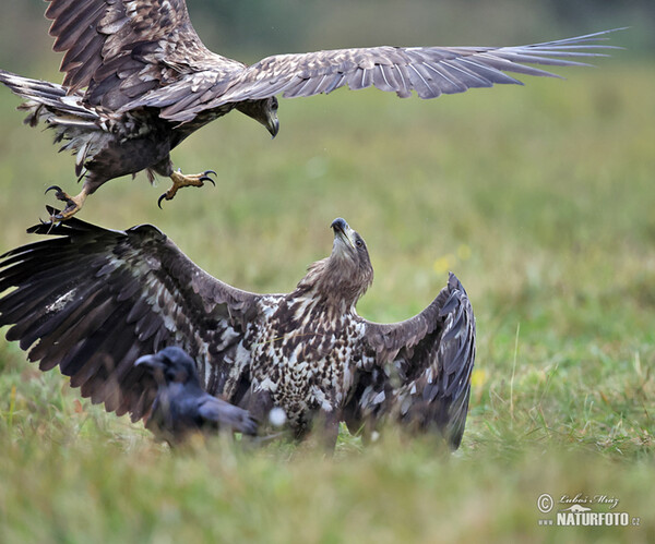 White-tailed Eagle (Haliaeetus albicilla)