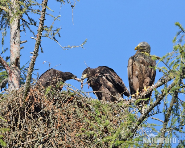 White-tailed Eagle (Haliaeetus albicilla)