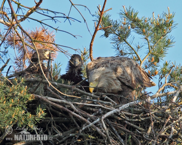 White-tailed Eagle (Haliaeetus albicilla)