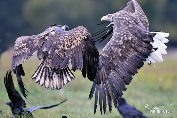 White-tailed Eagle (Haliaeetus albicilla)