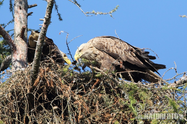 White-tailed Eagle (Haliaeetus albicilla)