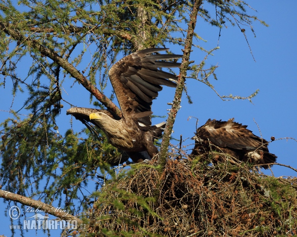 White-tailed Eagle (Haliaeetus albicilla)