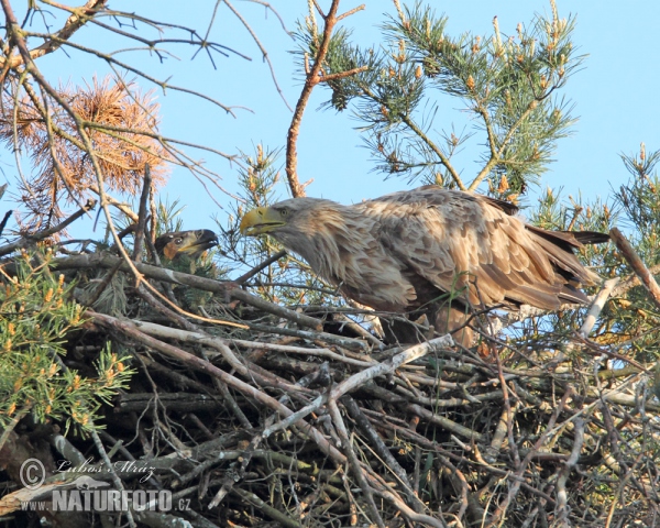 White-tailed Eagle (Haliaeetus albicilla)