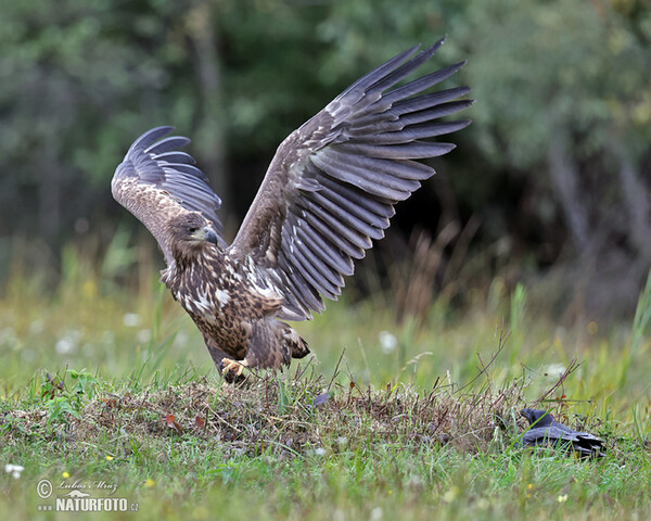 White-tailed Eagle (Haliaeetus albicilla)