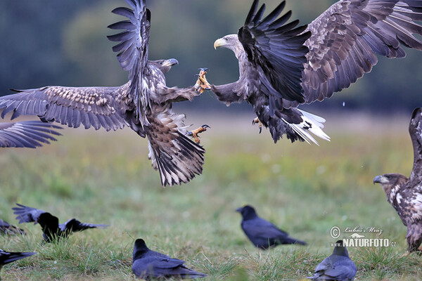 White-tailed Eagle (Haliaeetus albicilla)