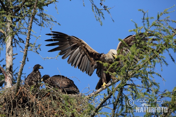 White-tailed Eagle (Haliaeetus albicilla)