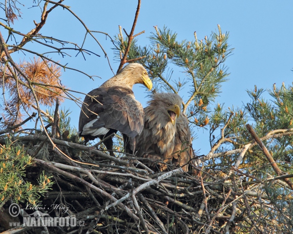 White-tailed Eagle (Haliaeetus albicilla)